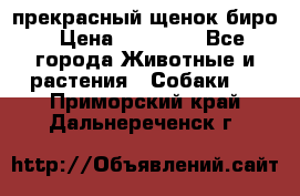 прекрасный щенок биро › Цена ­ 20 000 - Все города Животные и растения » Собаки   . Приморский край,Дальнереченск г.